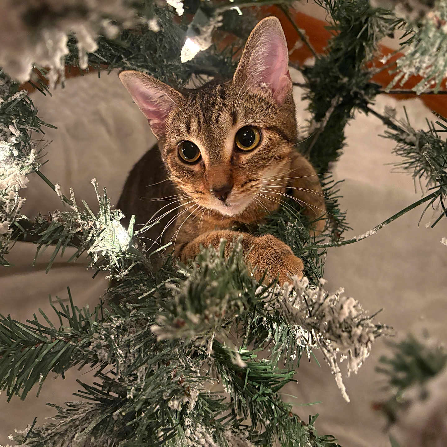 Niko is registered to the contest to win money with this photo: cat, tabby_cat, christmas_tree, holiday_lights, snowy_branches, indoor, pet, curious, greenery, festive, animal, feline, whiskers, cute, closeup, decorations, playful, soft_lighting, winter, eyes