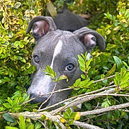 Hermes participe au concours pour gagner de l'argent avec cette photo : branches, bushes, close_up, curious, dog, dog_face, ears, eyes, greenery, grey_coat, hiding, leaves, muzzle, nature, nose, outdoor, pitbull, portrait, puppy, white_marking