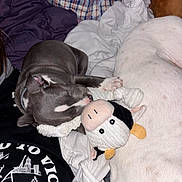 Hermes participe au concours pour gagner de l'argent avec cette photo : animal, bed, blanket, comfort, companion, cow_toy, cozy, cuddling, cute, dog, fur, gray_puppy, indoor, pet, plush_toy, puppy, relaxing, resting, sleeping, white_dog