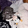 animal, bed, blanket, comfort, companion, cow_toy, cozy, cuddling, cute, dog, fur, gray_puppy, indoor, pet, plush_toy, puppy, relaxing, resting, sleeping, white_dog