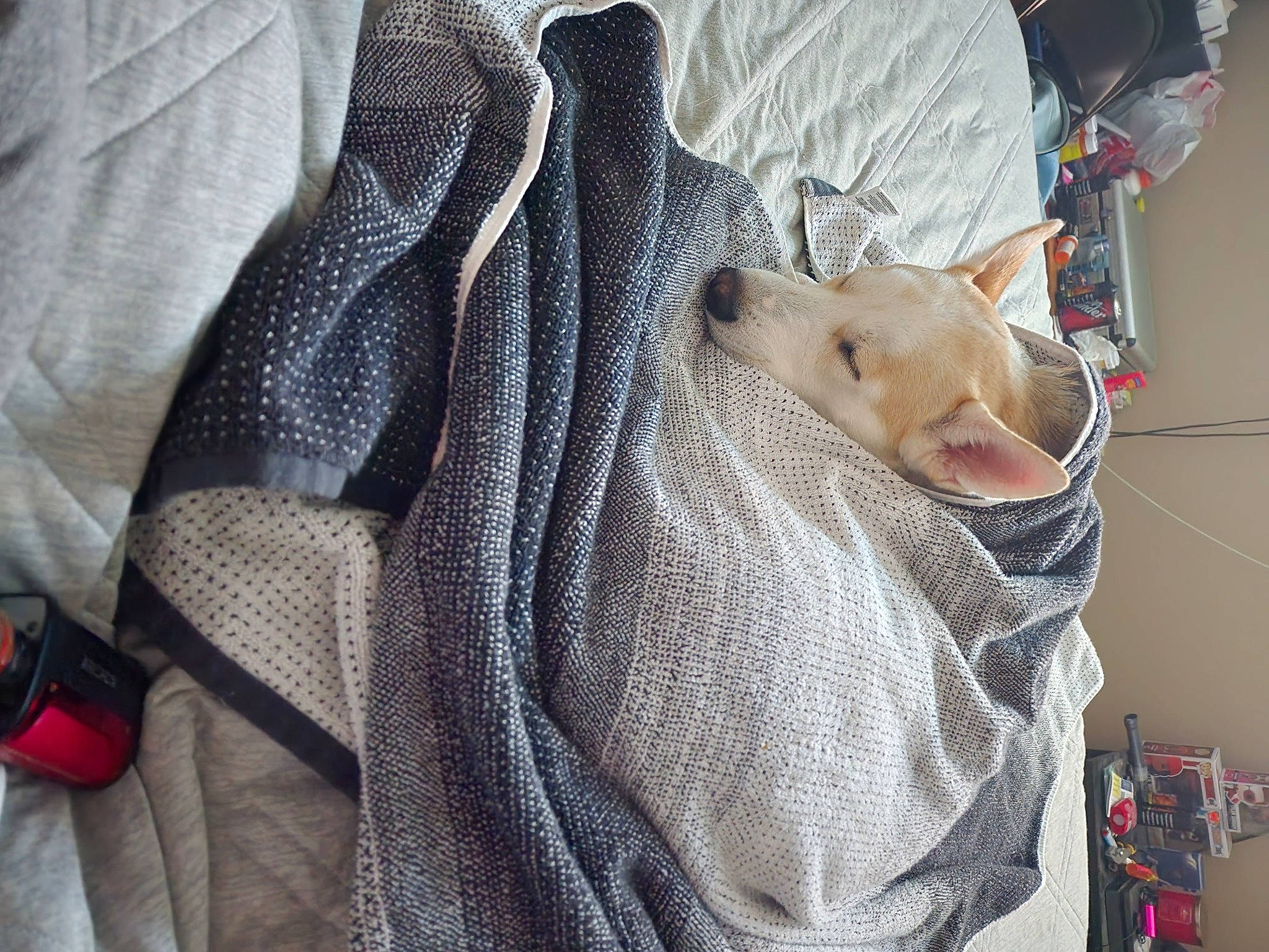 Savage is registered to the contest to win money with this photo: baby_products, bag, button, car_seat, comfort, companion_dog, fashion_accessory, fur, human_leg, linens, pattern, plush, sleeve, snout, stuffed_toy, toy, wool, woven_fabric