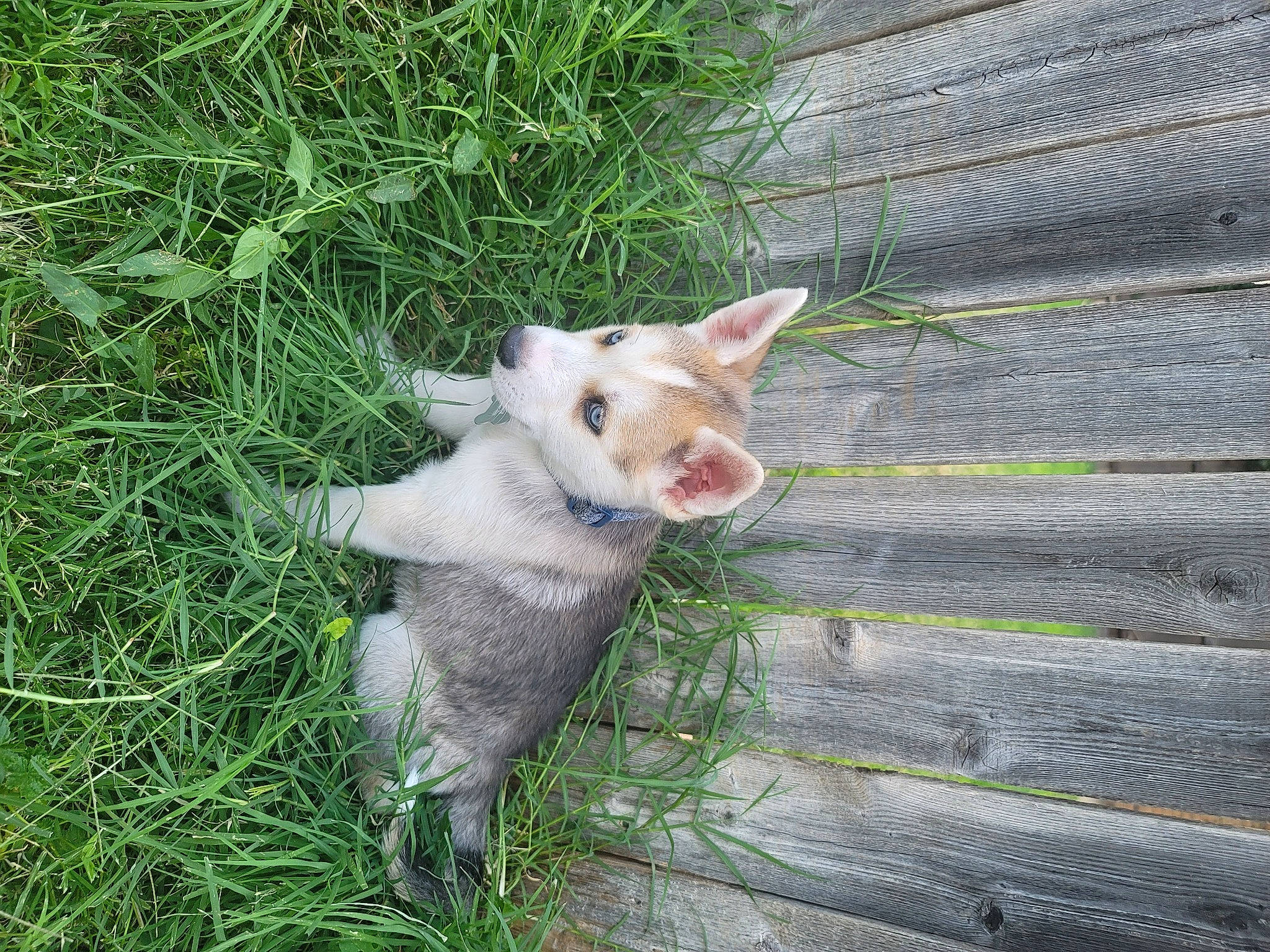 Savage is registered to the contest to win money with this photo: canidae, carnivore, companion_dog, dog_breed, domestic_short_haired_cat, fawn, felidae, fur, grass, groundcover, non_sporting_group, paw, plant, small_to_medium_sized_cats, sporting_group, tail, terrestrial_animal, whiskers, wood, working_animal