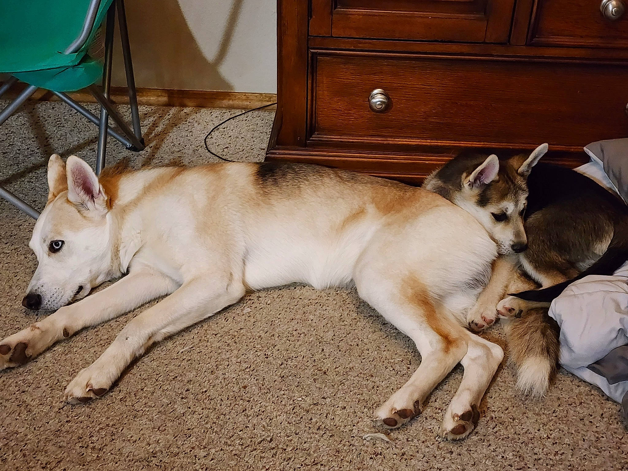 Savage joined the competition — help win amazing prizes! cabinetry, canidae, carnivore, chair, chest_of_drawers, companion_dog, cupboard, dog, dog_breed, drawer, dresser, fawn, flooring, hardwood, paw, snout, sporting_group, tail, wood, working_animal