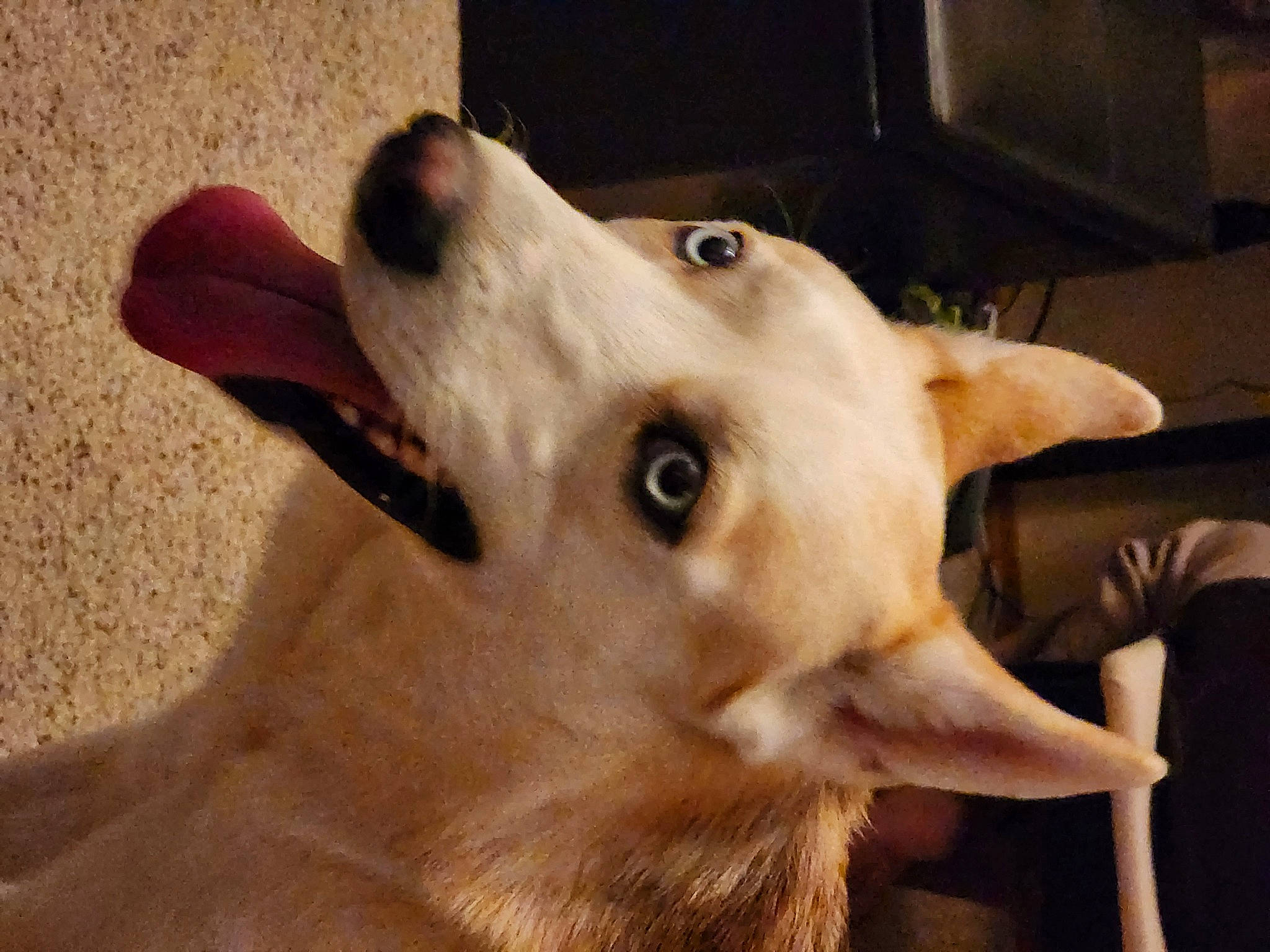 Savage joined the competition — help win amazing prizes! ancient_dog_breeds, canidae, carnivore, companion_dog, dog, dog_breed, ear, fawn, fur, non_sporting_group, snout, spitz, sporting_group, terrestrial_animal, whiskers, wildlife, window, working_animal, working_dog