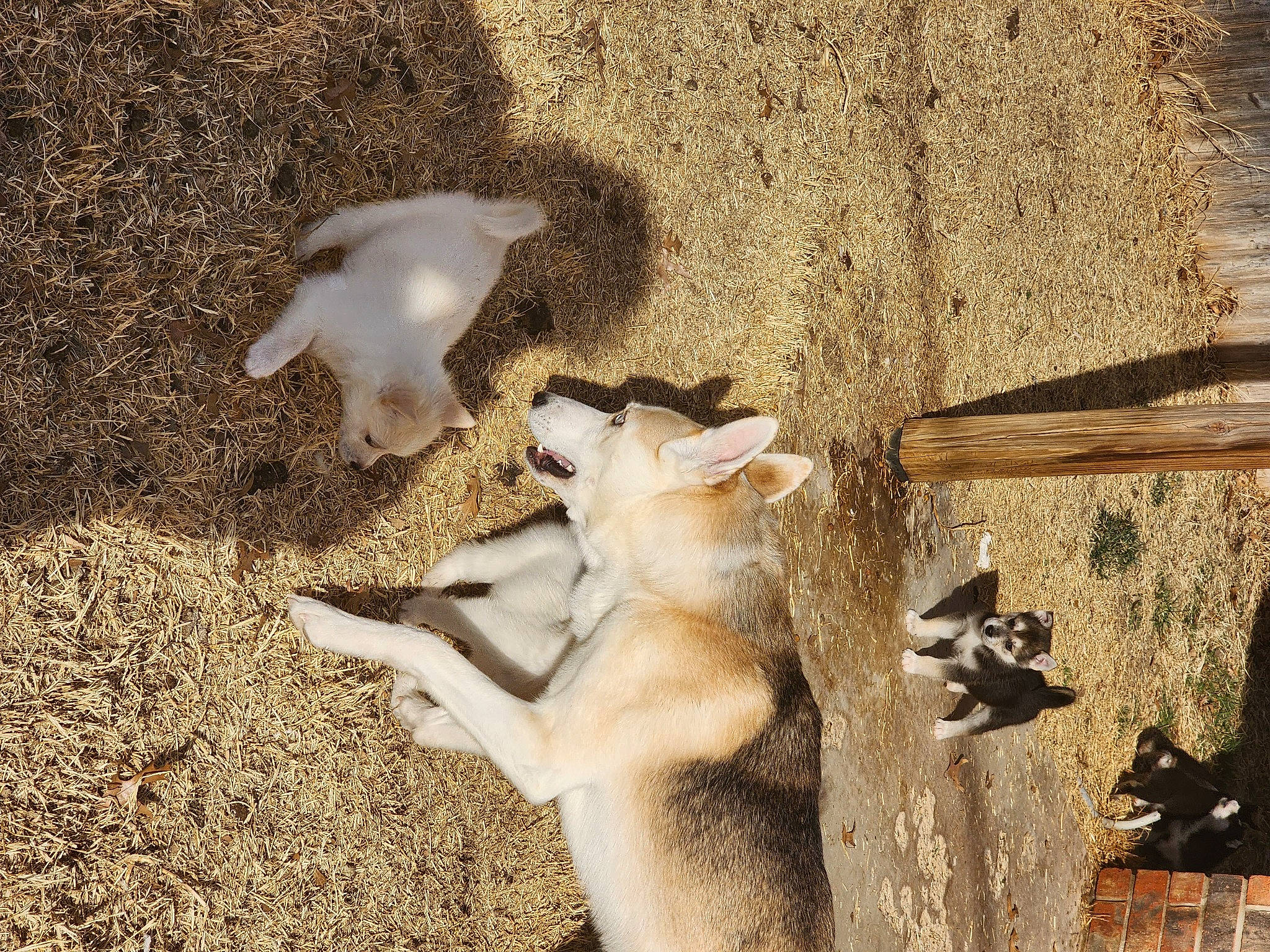 Savage is registered to the contest to win money with this photo: art, canidae, dog_breed, fawn, felidae, fur, grass, landscape, sculpture, shadow, small_to_medium_sized_cats, soil, sporting_group, tail, terrestrial_animal, tree, trunk, wildlife, wood, working_animal