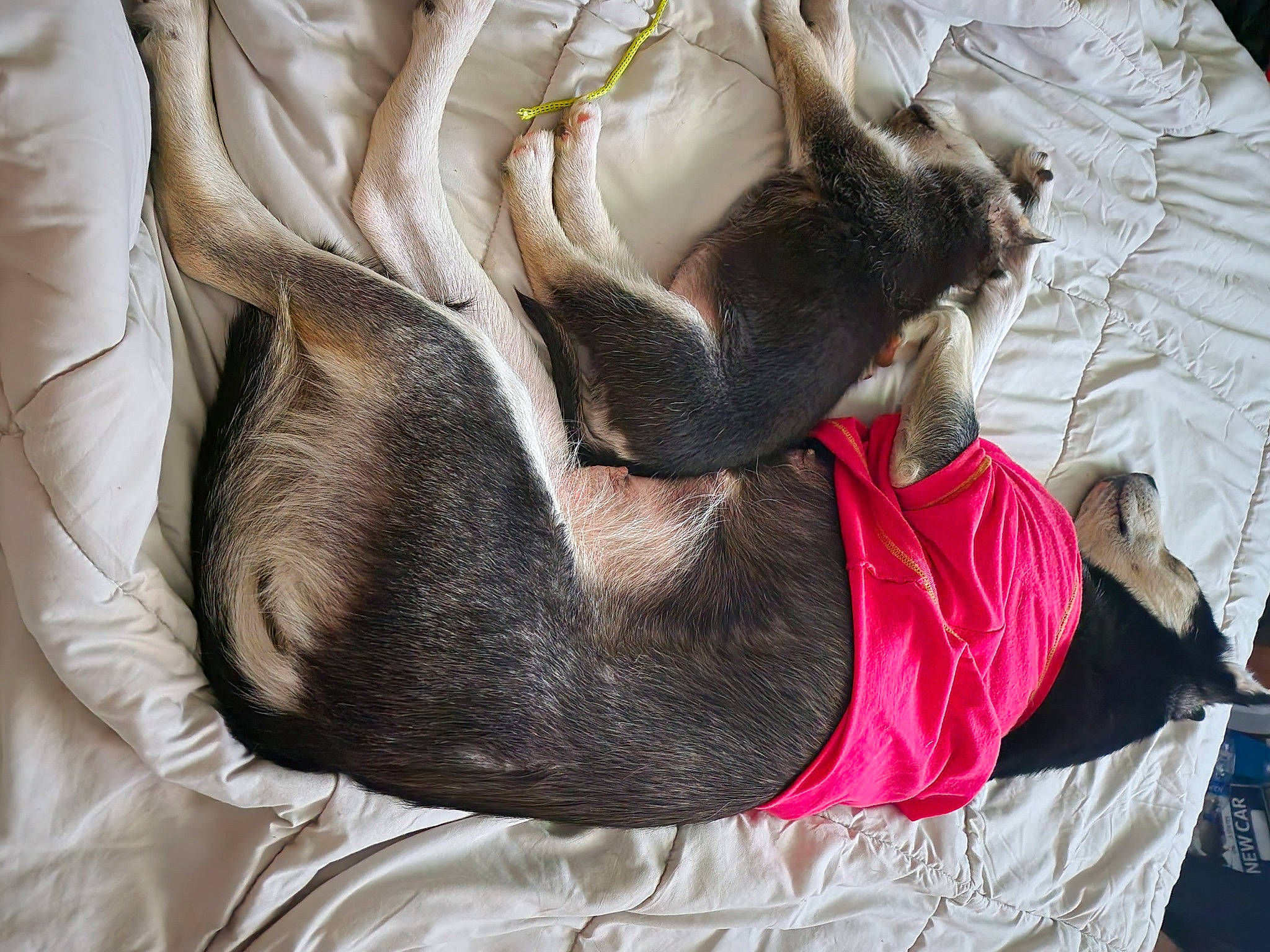 Chief is registered to the contest to win money with this photo: canidae, carnivore, collar, comfort, companion_dog, dog, dog_breed, ear, fawn, felidae, fur, linens, liver, nap, small_to_medium_sized_cats, snout, sporting_group, tail, textile, whiskers