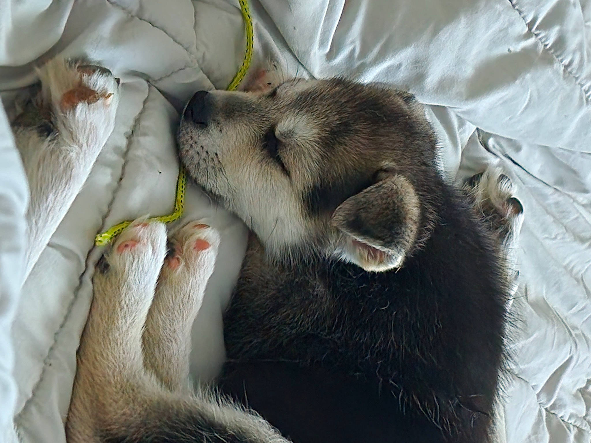 Chief joined the competition — help win amazing prizes! carnivore, claw, comfort, companion_dog, dog_breed, domestic_short_haired_cat, fawn, felidae, foot, fur, gesture, linens, paw, rabbits_and_hares, small_to_medium_sized_cats, snout, sporting_group, tail, whiskers, wool