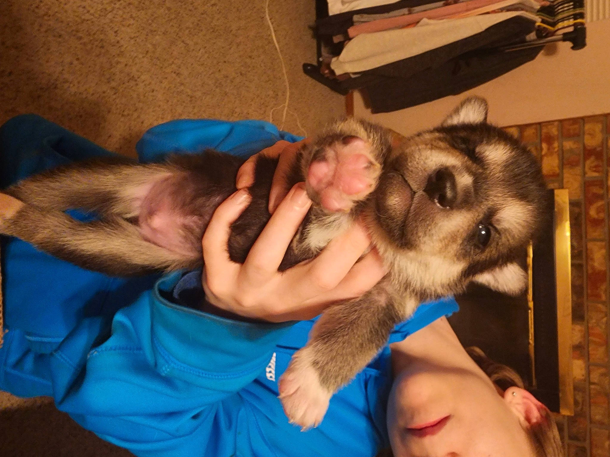 Chief joined the competition — help win amazing prizes! canidae, carnivore, chest, child, comfort, companion_dog, dog, dog_breed, elbow, fawn, fun, fur, gesture, jaw, muscle, non_sporting_group, paw, sporting_group, t_shirt