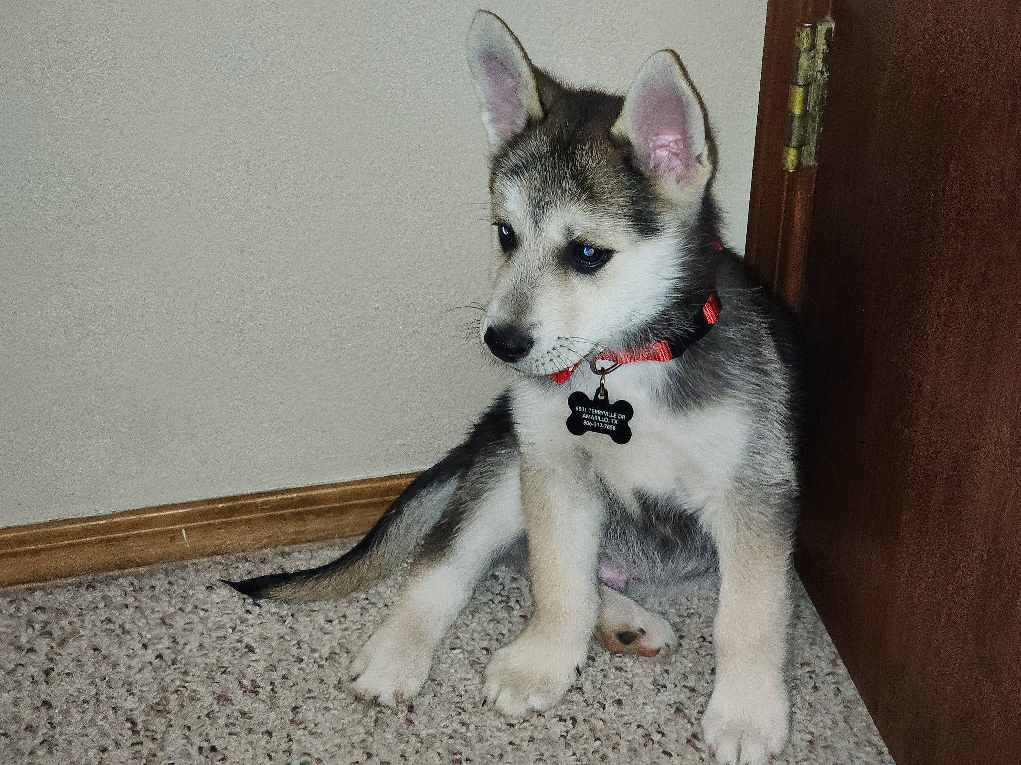 Chief is registered to the contest to win money with this photo: ancient_dog_breeds, canidae, canis, carnivore, dog, dog_breed, fur, grey, non_sporting_group, sled_dog, sporting_group, terrestrial_animal, triangle, working_animal, working_dog