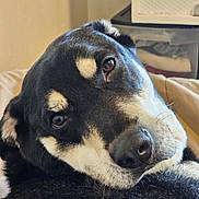 Moon is registered to the contest to win money with this photo: animal, black_and_white, canine, close_up, comfort, cute, dog, domestic, face, fur, head_tilt, indoor, looking, mammal, pet, portrait, relaxed, resting, snout, whiskers