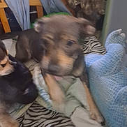 Era is registered to the contest to win money with this photo: dog, dogs, animal, pet, indoor, blanket, zebra_pattern, furniture, household, resting, brown, black, fur, canine, companion, blurred, cozy, fabric, paw, relaxing