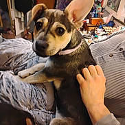 Tipsy is registered to the contest to win money with this photo: dog, pet, person, hand, indoor, bed, blanket, collar, fur, lap, furniture, clothing, light, comfort, cute, animal, resting, companionship, expression, room