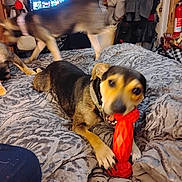 Chief is registered to the contest to win money with this photo: dog, toy, bed, blanket, indoor, pet, playing, motion_blur, furniture, collar, animal, home, cozy, canine, resting, fabric, comfort, domestic, sleeping_area, background