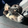 Ice joined the competition — help win amazing prizes! dog, puppy, sleeping, resting, close_up, furry, black_and_tan, long_snout, floppy_ears, closed_eyes, nose, whiskers, car, car_seat, leather, sunlight, indoor, pet, relaxed, portrait
