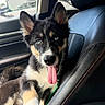 dog, puppy, pet, black_and_tan, fluffy, tongue_out, blue_eyes, pointed_ears, sitting, car, car_interior, passenger_seat, seatbelt, leather_seats, window, outdoor, portrait, closeup, cute, road_trip