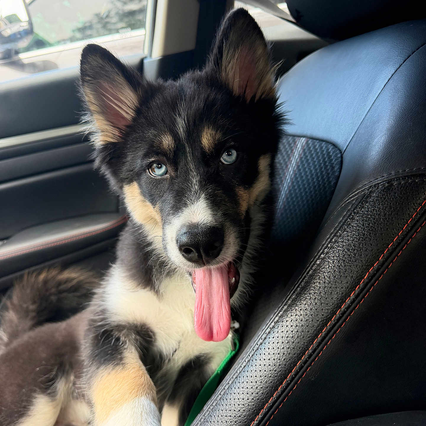 Ice joined the competition — help win amazing prizes! dog, puppy, pet, black_and_tan, fluffy, tongue_out, blue_eyes, pointed_ears, sitting, car, car_interior, passenger_seat, seatbelt, leather_seats, window, outdoor, portrait, closeup, cute, road_trip