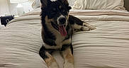 Ice is registered to the contest to win money with this photo: dog, pet, black_and_tan, fluffy, pointed_ears, tongue_out, happy, sitting, lying_down, bed, bedroom, pillows, blanket, lamp, wall_art, rug, indoor, cozy, portrait, household