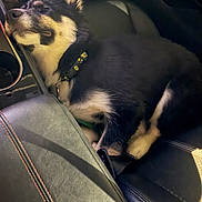 Ice joined the competition — help win amazing prizes! dog, black_and_tan_dog, pet, animal, fluffy, long_fur, sleeping, lying_down, relaxed, collar, car, car_interior, leather_seat, vehicle, sunlight, close_up, portrait, road_trip, cute, co_pilot