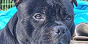 Vince participe au concours pour gagner de l'argent avec cette photo : animal, backyard, black_dog, canine, close_up, daylight, dog, ears, expression, eyes, fence, fur, nose, outdoor, pet, portrait, snout, sunlight, watchful, wet_fur