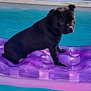 Vince a rejoint le concours — aidez-le/la à gagner de superbes lots ! animal, black_dog, canine, daytime, dog, floating, fun, inflatable_raft, leisure, outdoor, pet, pool, purple_raft, relaxing, summer, sunlight, swimming_pool, vacation, water, wet_dog