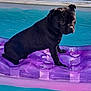 animal, black_dog, canine, daytime, dog, floating, fun, inflatable_raft, leisure, outdoor, pet, pool, purple_raft, relaxing, summer, sunlight, swimming_pool, vacation, water, wet_dog