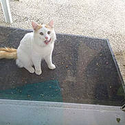 Duval Jason participe au concours pour gagner de l'argent avec cette photo : animal, cat, curious, door, doormat, ears, food_pellets, fur, glass_door, ground, looking_up, orange_tail, outdoor, paws, pet, reflection, sitting, tongue_out, whiskers, white_cat