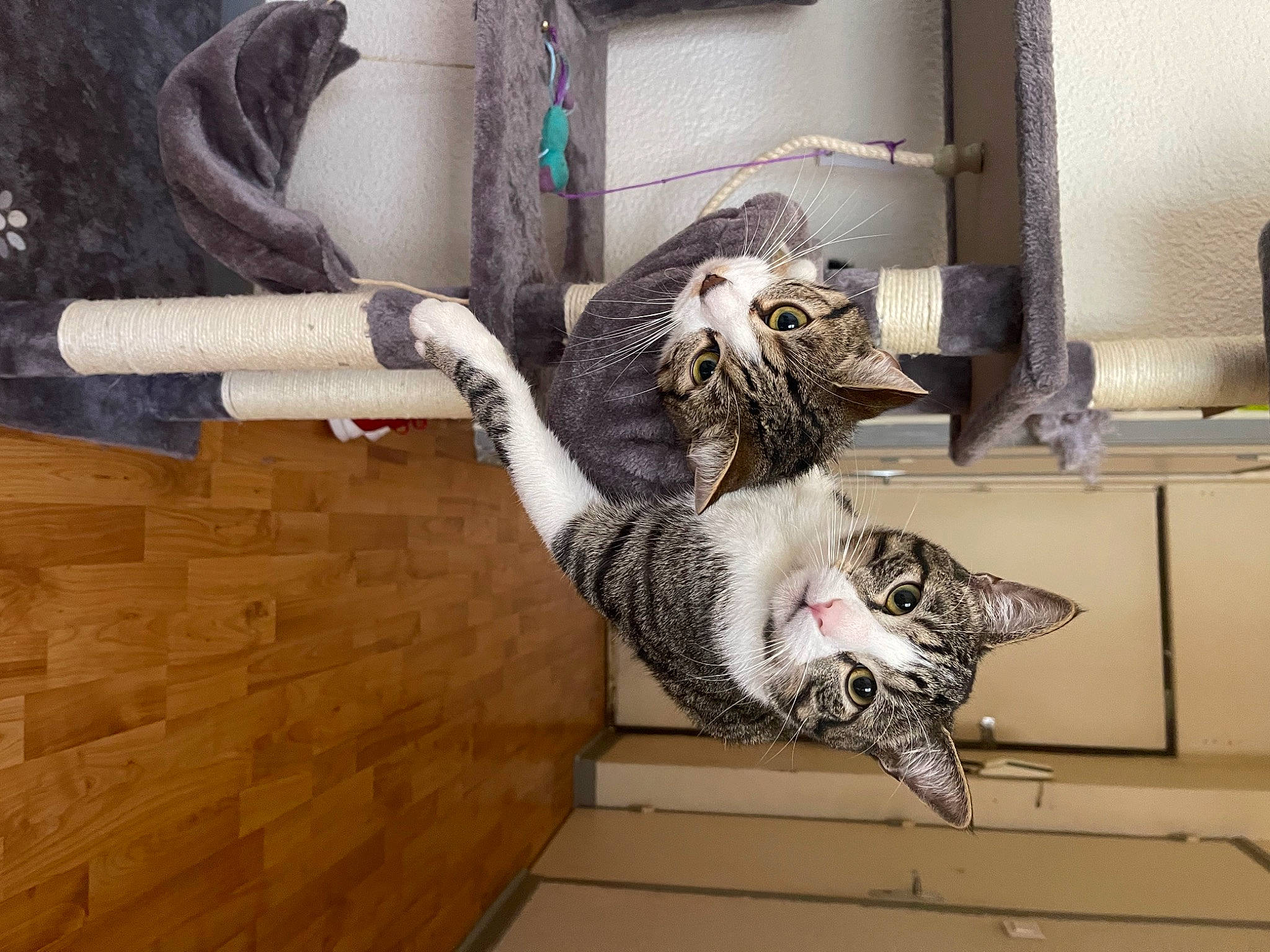 Suga a rejoint le concours — aidez-le/la à gagner de superbes lots ! carnivore, cat, comfort, domestic_short_haired_cat, felidae, fur, room, small_to_medium_sized_cats, tail, whiskers, window, wood