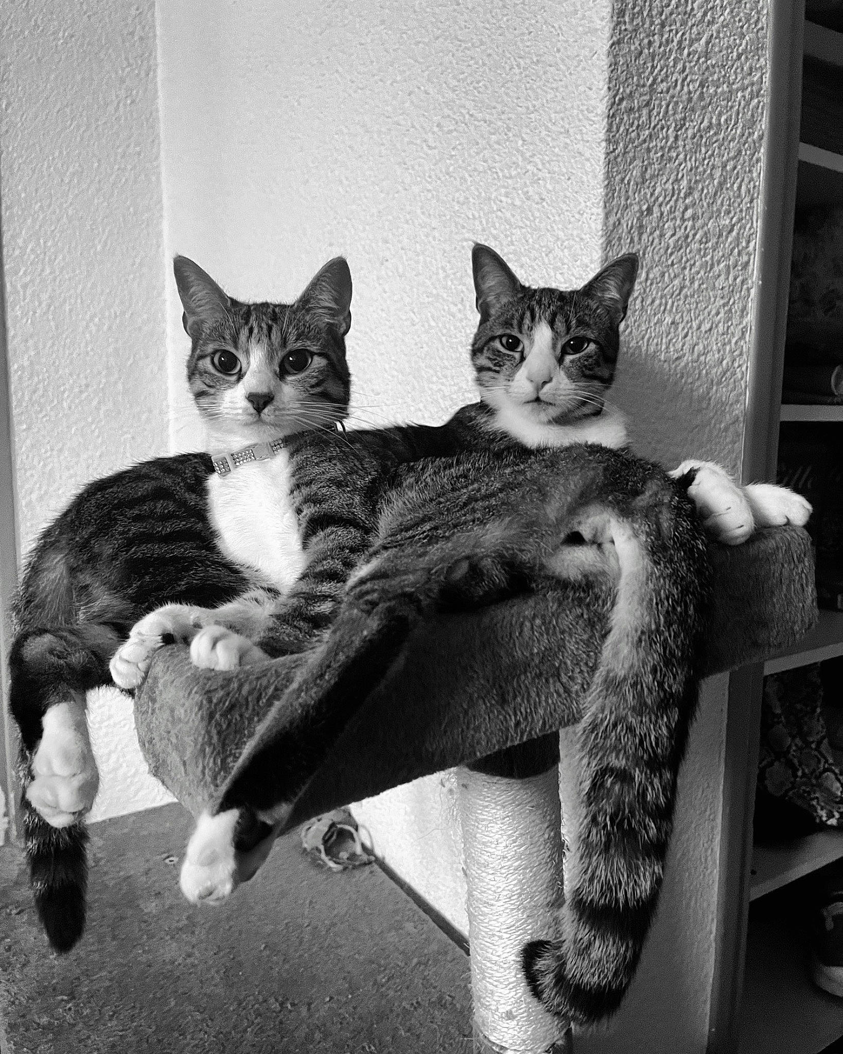 Neko participe au concours pour gagner de l'argent avec cette photo : black_and_white, carnivore, cat, comfort, domestic_short_haired_cat, felidae, fur, grey, mammal, monochrome, monochrome_photography, paw, sitting, small_to_medium_sized_cats, snout, stock_photography, style, tail, vertebrate, whiskers