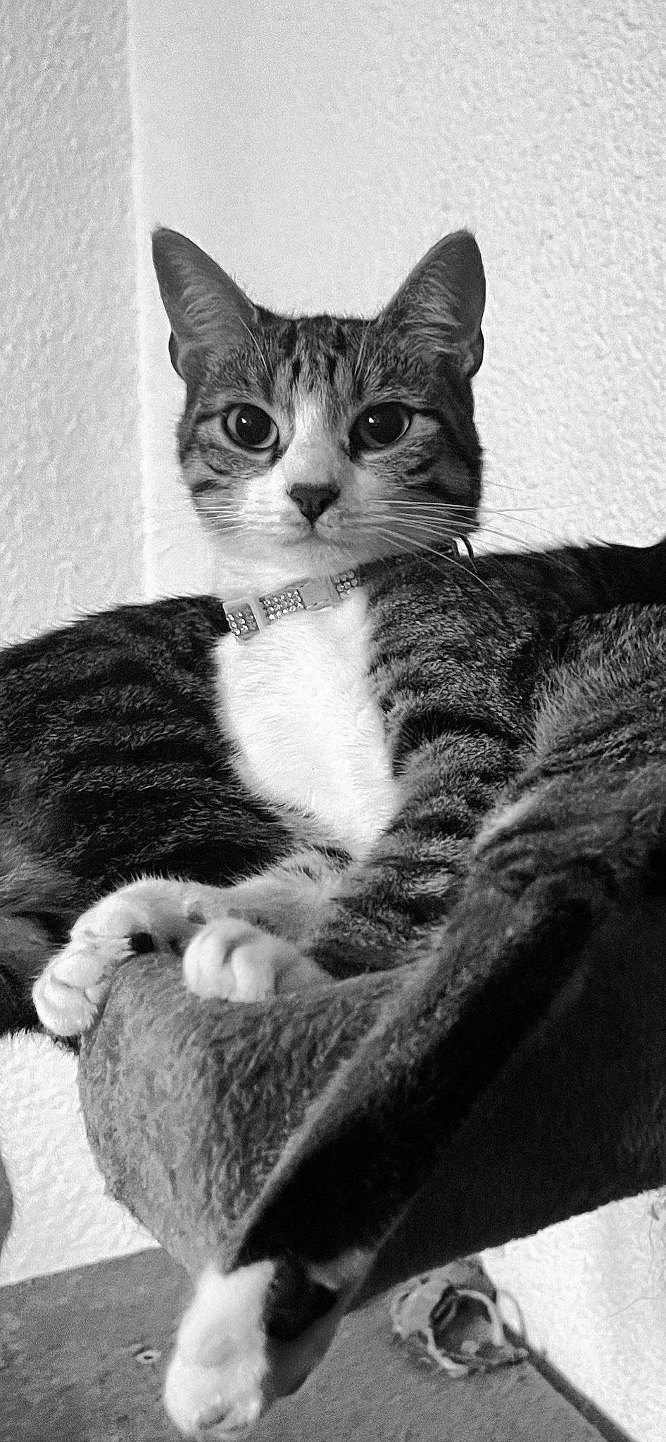 Neko participe au concours pour gagner de l'argent avec cette photo : art, carnivore, cat, claw, comfort, domestic_short_haired_cat, felidae, fur, monochrome, monochrome_photography, paw, sitting, small_to_medium_sized_cats, tail, terrestrial_animal, whiskers