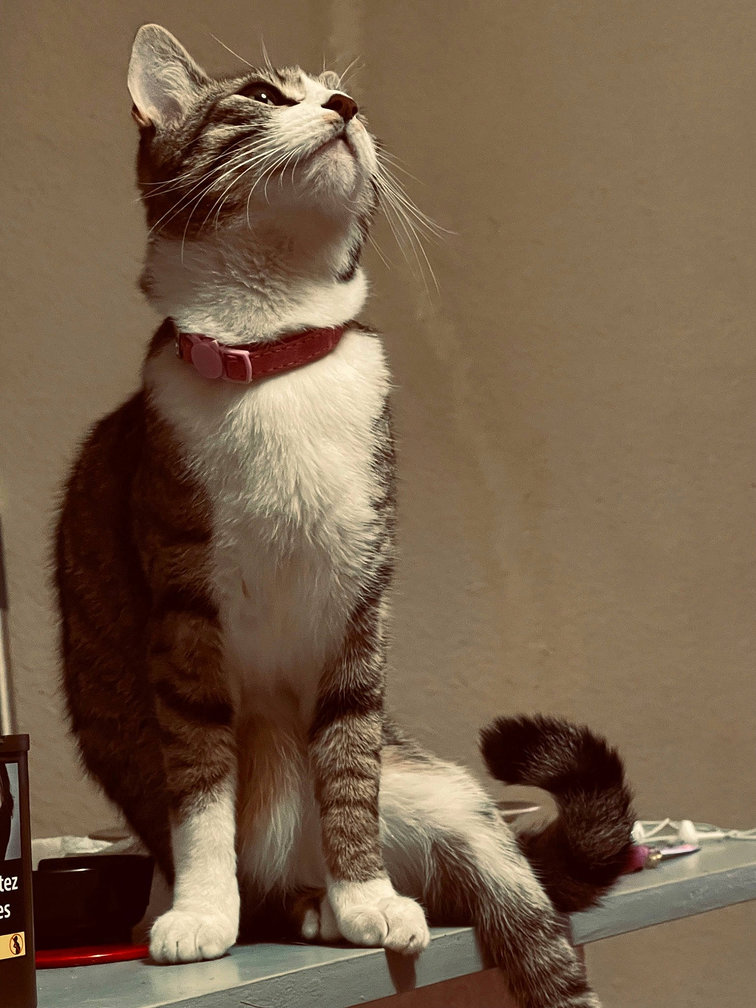 Neko participe au concours pour gagner de l'argent avec cette photo : carnivore, cat, domestic_short_haired_cat, felidae, foot, fur, grey, happy, human_leg, mammal, paw, sitting, small_to_medium_sized_cats, snout, tail, terrestrial_animal, vertebrate, whiskers, window