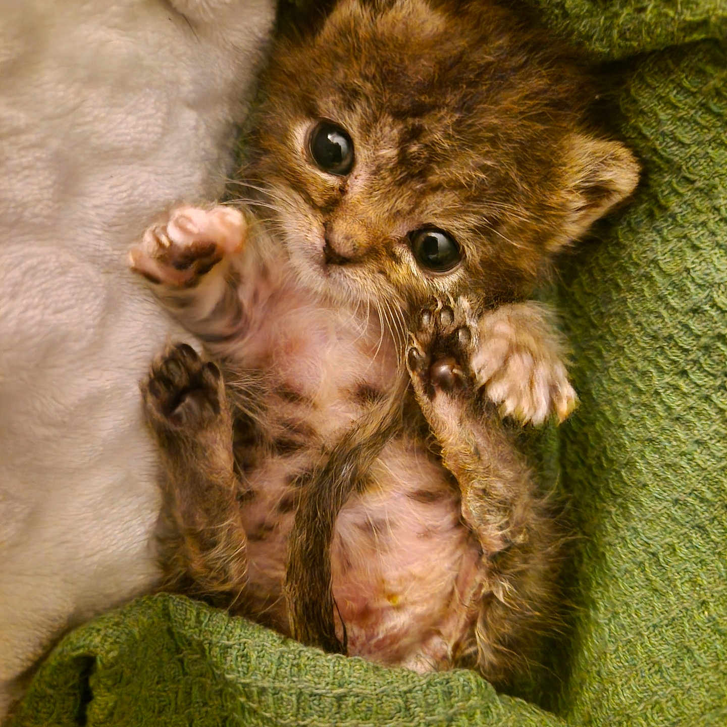 Minnie is registered to the contest to win money with this photo: abyssinian, animal, bear, blanket, bodypart, cat, couch, face, finger, furniture, head, kitten, manx, ocelot, person, pet, photography, portrait, quilt, sleeping