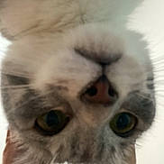 Abbel participe au concours pour gagner de l'argent avec cette photo : cat, close_up, upside_down, animal, pet, feline, whiskers, ears, nose, eyes, curious, indoor, fur, muzzle, cute, domestic_animal, portrait, head, looking, soft