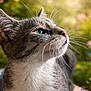 Abbel participe au concours pour gagner de l'argent avec cette photo : cat, animal, pet, whiskers, fur, closeup, portrait, outdoor, sunlight, nature, greenery, blurred_background, looking_up, relaxed, cute, feline, tabby, white_fur, eye, nose