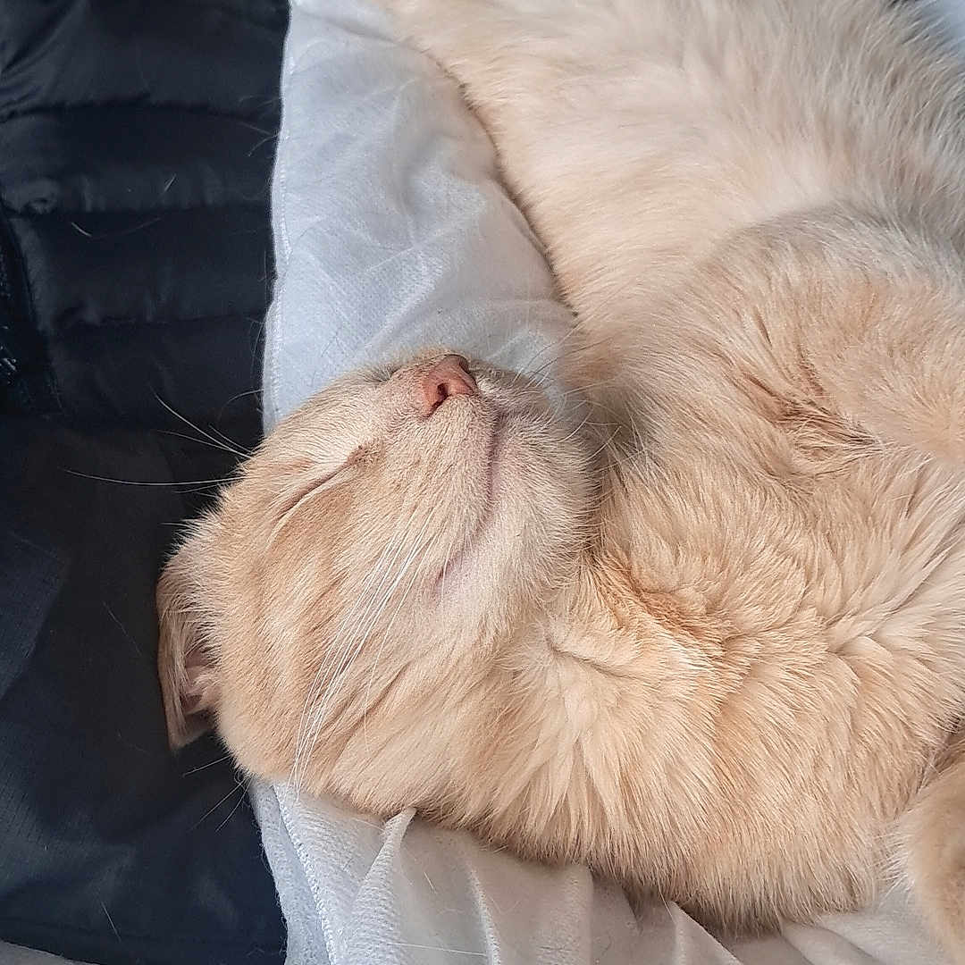 Mulder is registered to the contest to win money with this photo: animal, bed, blanket, cat, close_up, comfort, cozy, cream_color, cute, fluffy, fur, indoor, nap, paws, pet, relaxed, resting, sleeping, soft, whiskers