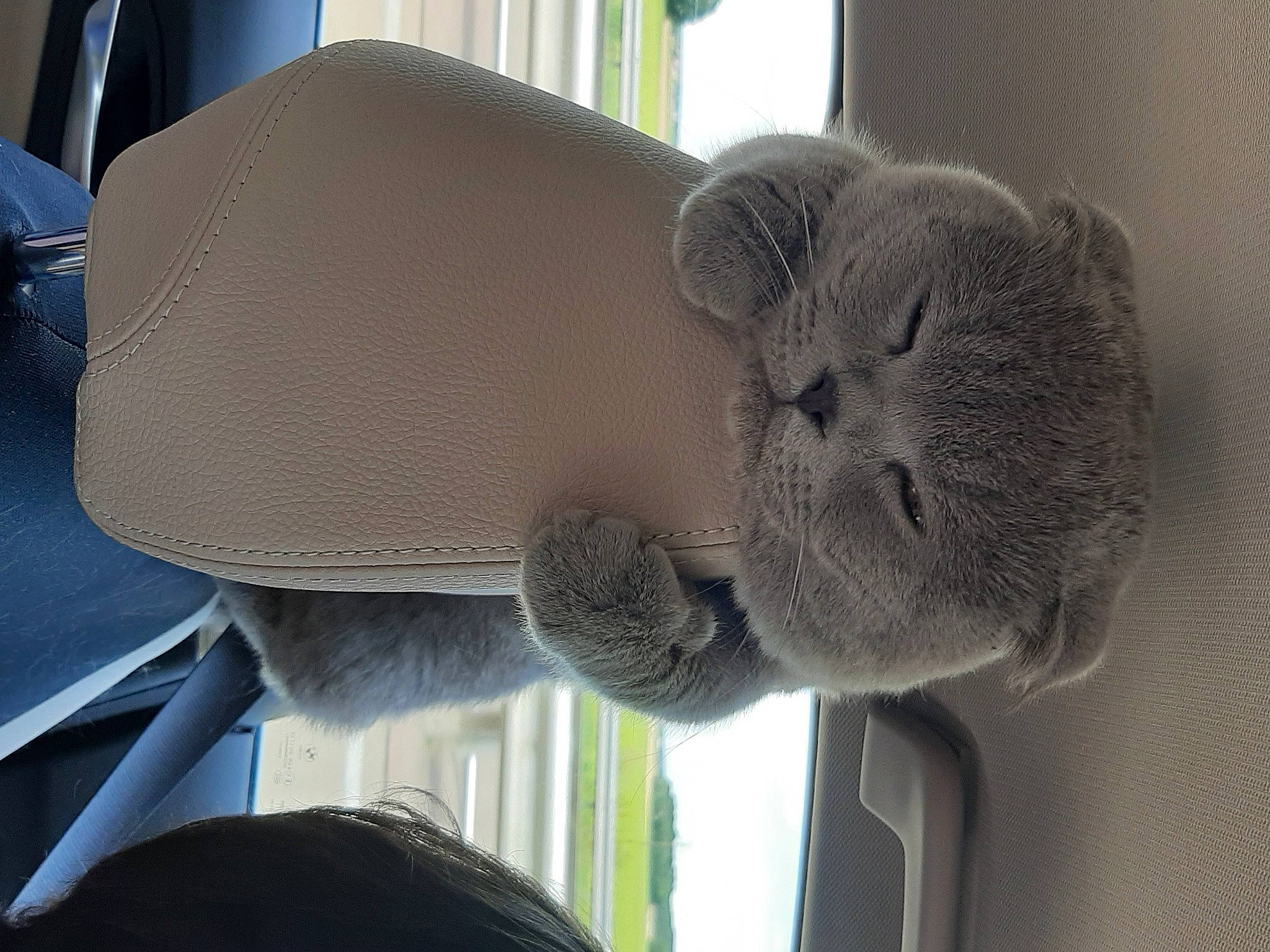 Alfonsino a rejoint le concours — aidez-le/la à gagner de superbes lots ! british_shorthair, carnivore, cat, chartreux, felidae, russian_blue, small_to_medium_sized_cats, snout