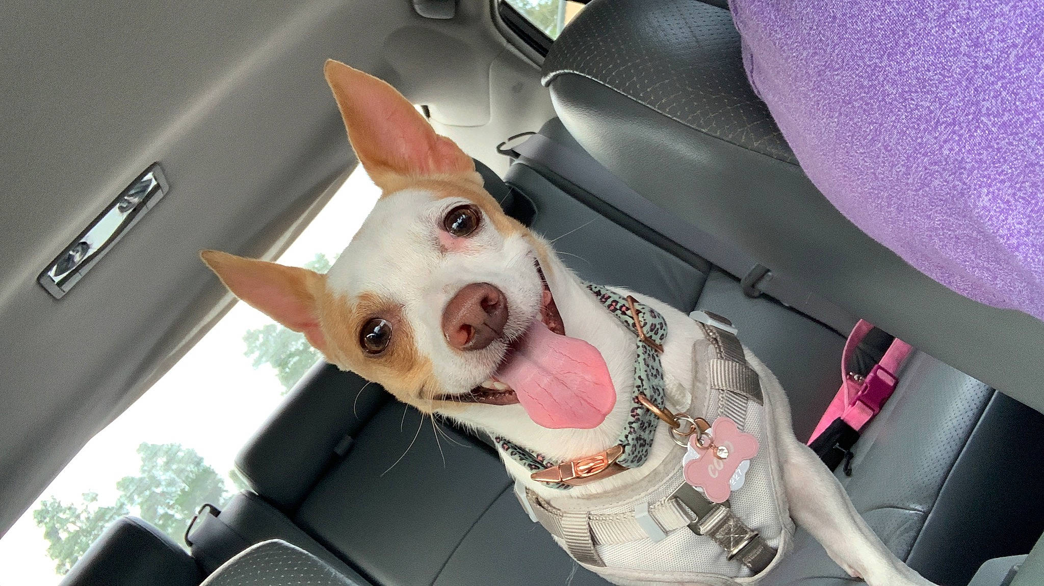 Coco is registered to the contest to win money with this photo: auto_part, car_seat, carnivore, companion_dog, dog, dog_breed, ear, fawn, fur, head_restraint, jaw, non_sporting_group, personal_luxury_car, snout, sporting_group, steering_wheel, vehicle, vehicle_door, whiskers