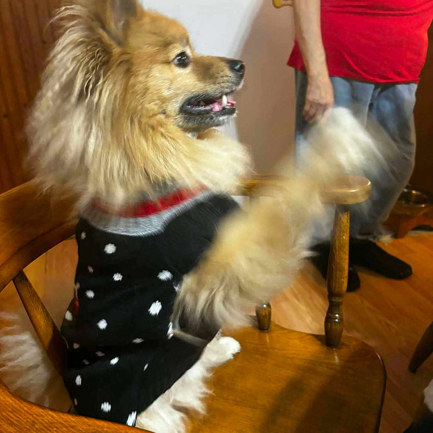 Buster joined the competition — help win amazing prizes! black, dog, floor, fur, happy, home, indoor, jeans, kitchen, magnet, motion_blur, paw, person, pet, polka_dots, red_shirt, refrigerator, sweater, white, wooden_chair
