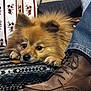 Buster is registered to the contest to win money with this photo: dog, fluffy, brown, pet, indoor, boot, denim, fabric, couch, floor, closeup, paws, resting, fur, animal, companion, cozy, homedecor, pattern, relaxed