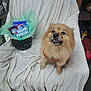 Buster is registered to the contest to win money with this photo: dog, fluffy, chair, white_cloth, birthday, gift, container, indoor, pet, fur, looking_up, mouth_open, sitting, brown, black_container, shelf, tools, clutter, floor, home