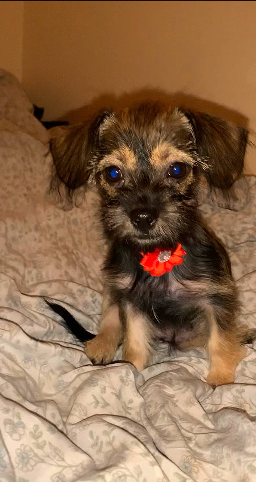 Rika is registered to the contest to win money with this photo: canidae, carnivore, companion_dog, dog, dog_breed, dog_supply, fawn, fur, liver, maltepoo, puppy, small_terrier, snout, sporting_group, terrier, toy_dog, working_animal, yorkipoo