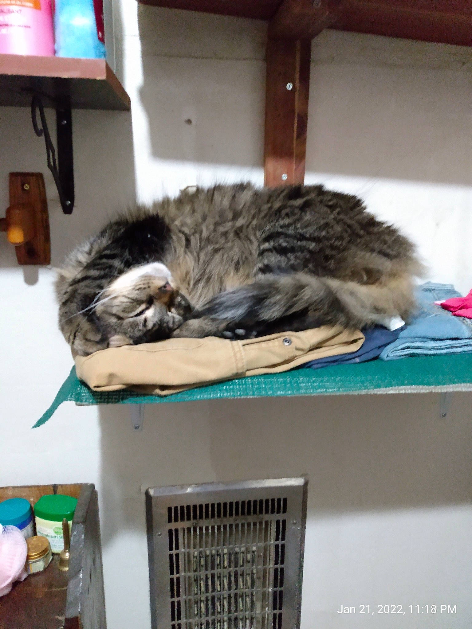 Whiskey Mcloving is registered to the contest to win money with this photo: bookcase, carnivore, cat, cat_supply, comfort, domestic_short_haired_cat, felidae, fur, nap, picture_frame, room, shelving, sleep, small_to_medium_sized_cats, tail, terrestrial_animal, whiskers