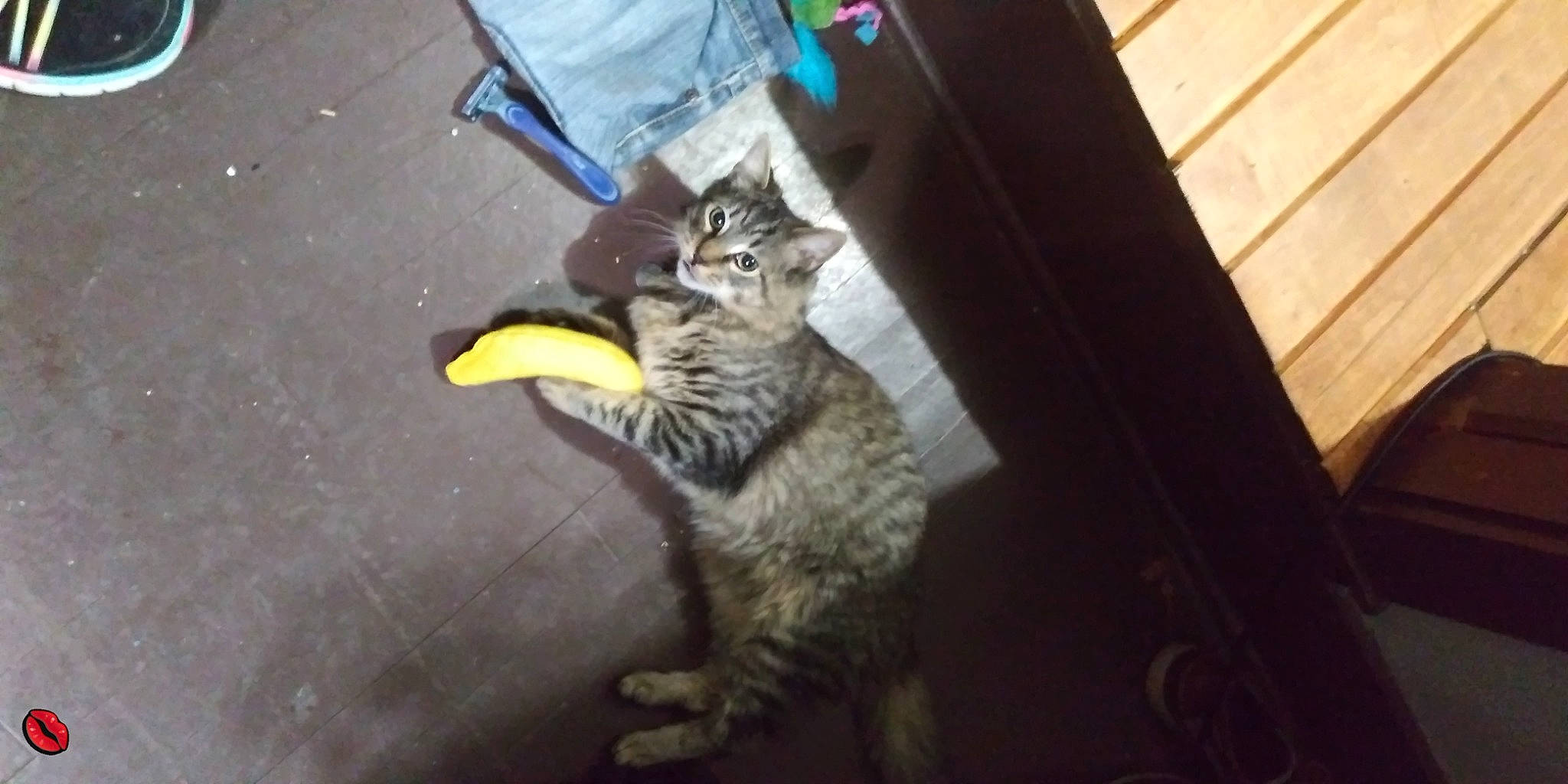 Whiskey Mcloving joined the competition — help win amazing prizes! carnivore, cat, claw, domestic_short_haired_cat, door, felidae, flooring, fur, hardwood, metal, paw, road_surface, small_to_medium_sized_cats, tail, terrestrial_animal, whiskers, wood