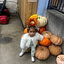 Nature is registered to the contest to win money with this photo: child, toddler, pumpkin, flower_headpiece, white_jacket, floral_pajamas, boots, concrete_floor, wooden_wall, metal_rail, orange_pumpkin, white_pumpkin, brown_pumpkin, indoor, decor, cute, autumn, portrait, standing, person