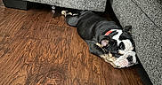 Xena is registered to the contest to win money with this photo: animal, black_and_white, bulldog, collar, couch, dog, funny_pose, hardwood_floor, home, indoors, living_room, lying_down, pet, red_collar, relaxed, resting, short_snout, sleeping, sofa, wrinkles