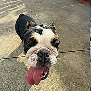 Xena is registered to the contest to win money with this photo: dog, bulldog, english_bulldog, pet, animal, close_up, portrait, tongue, panting, funny, outdoor, pavement, concrete, black_white, brown, short_hair, ears, nose, eyes, shadow