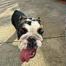 dog, bulldog, english_bulldog, pet, animal, close_up, portrait, tongue, panting, funny, outdoor, pavement, concrete, black_white, brown, short_hair, ears, nose, eyes, shadow