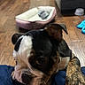 Xena is registered to the contest to win money with this photo: black_fur, brindle, brown_fur, casual_photo, close_up, couch, cute, dog, front_facing, hardwood_floor, home, indoor, pet, pet_bed, playful, portrait, puppy, sitting, tongue_out, white_fur