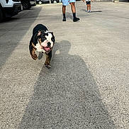 Xena joined the competition — help win amazing prizes! adult, animal, bulldog, cars, child, concrete, dog, driveway, happy, open_mouth, outdoor, parking_lot, people, pet, residential, running, scooter, sunlight, vehicle, walking