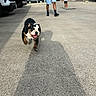 adult, animal, bulldog, cars, child, concrete, dog, driveway, happy, open_mouth, outdoor, parking_lot, people, pet, residential, running, scooter, sunlight, vehicle, walking