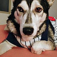 Brewskee is registered to the contest to win money with this photo: animal, brown_eyes, calm, canine, close_up, companion, cozy, cute, dog, domestic, ears, face, fur, indoor, looking, pet, portrait, resting, soft_surface, striped_clothing